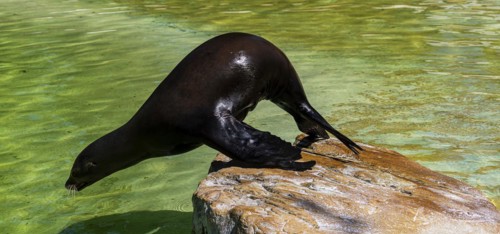 California sea lion