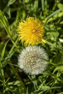 Dandelion blossom and dandelion