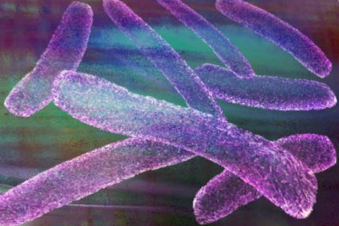 Illustration Bacteria
