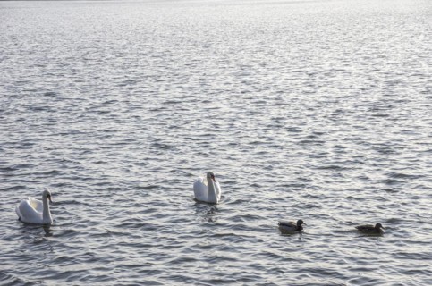 Swan family on the Moritzburg castle pond