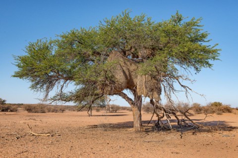 Kalahari Anib Lodge