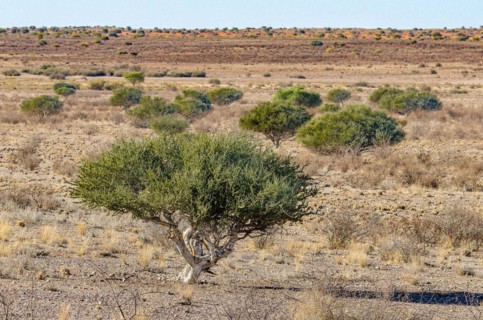 Kalahari
