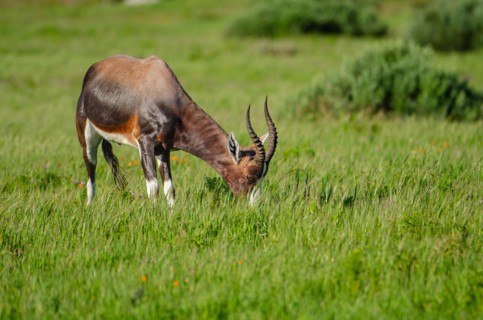Bonteboks