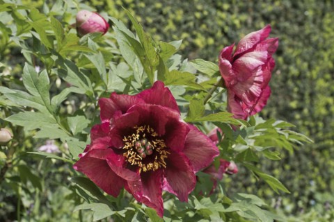 Bush peony