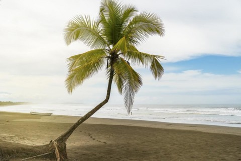 Closeup of a palm tree on a lonely beach at sunset. In the background a fisherman and his boat