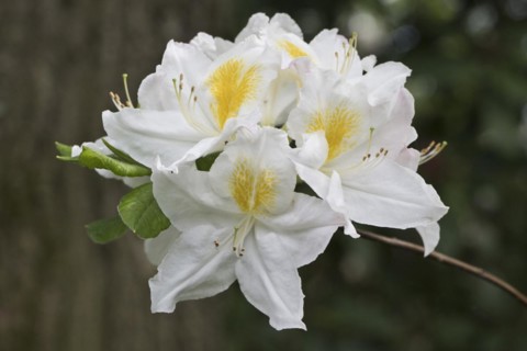 Rhododendron flower