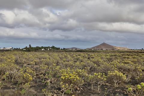 Field with verode