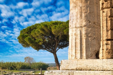Columns of the Athenaion