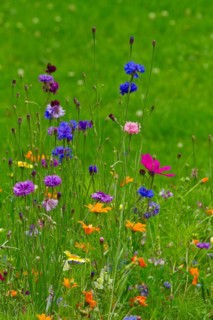 Flower meadow