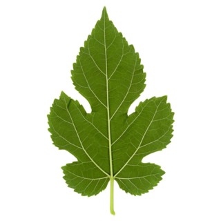 White mulberry