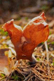 Bishop's cap Fruiting body with light brown lobed cap and stalk backlit in needle litter
