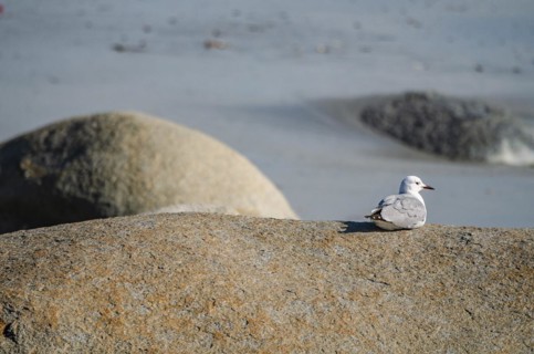 Hartlaub's gull