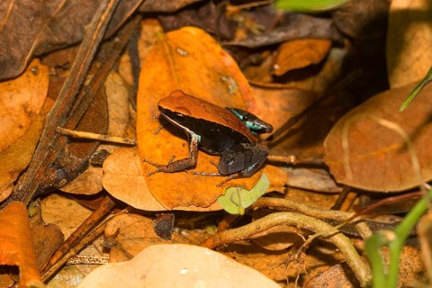 Ebenau's frog
