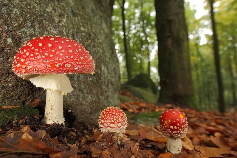 Three fly agarics