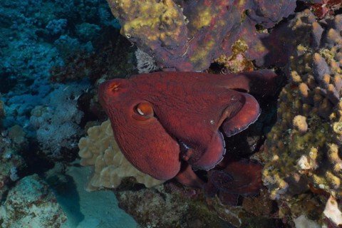 Great Blue Octopus