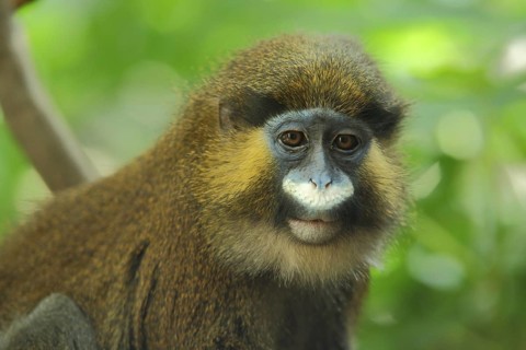 Moustached guenon