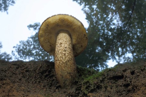 Oak red cap