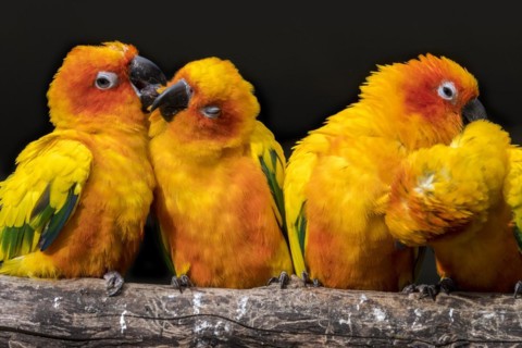 Sun parakeets