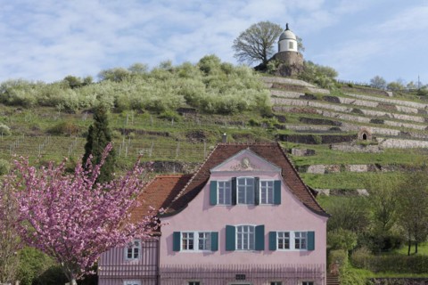 House Fliegenwedel