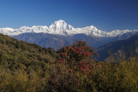 Early morning view of Dhaulagiri from Ghorepani
