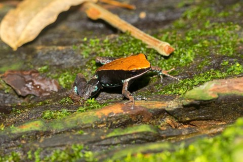 Ebenau's frog