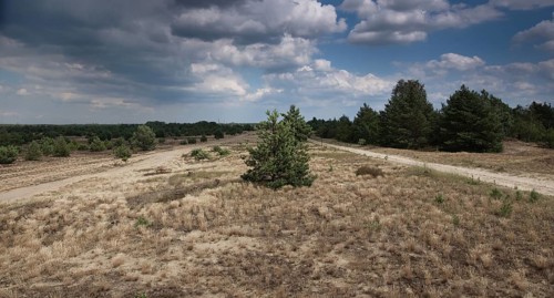 Wilderness on the former military training area of Jueterbog