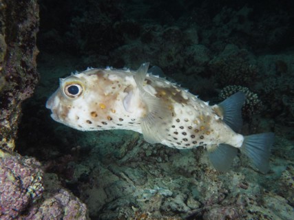 Spotbase burrfish
