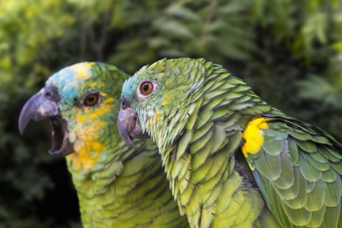 Turquoise-fronted amazon