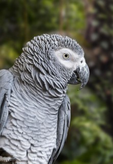 Congo grey parrot