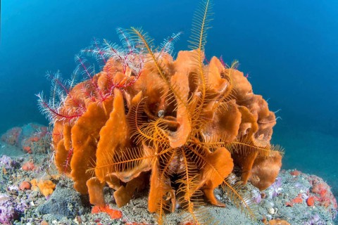 Bryozoan rose coral Pentapora fascialis
