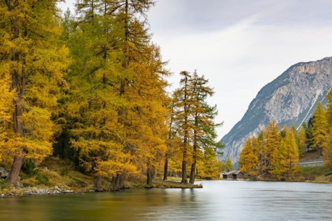 Yellow-coloured larches in autumn at Lake Palpuogna