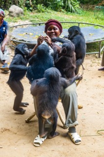 Bonobos