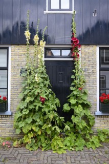 Den Hoorn