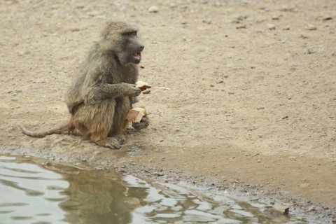Anubis baboon