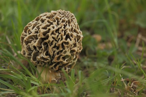 Grey edible morel