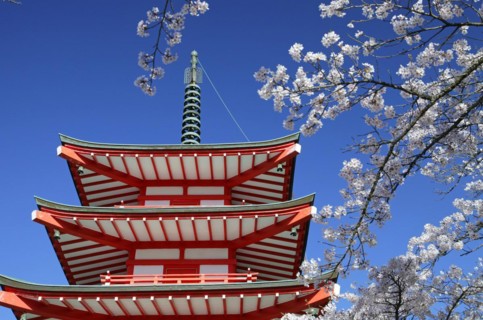 Chureito pagoda and cherry blossoms Fujiyoshida city Yamanashi Japan