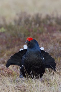 Black grouse