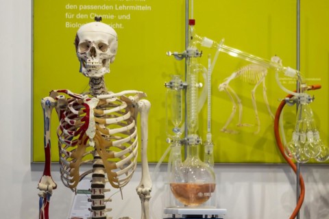 Skeleton preparation for biology lessons