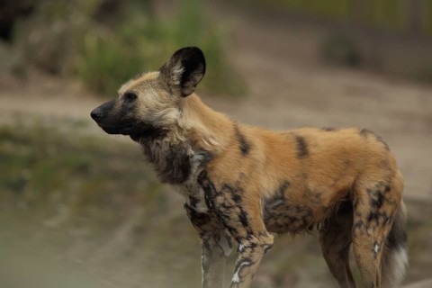 African wild dog