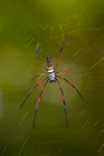 Madagascar silk spider