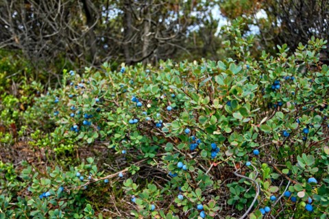 Vegetation of blueberry bushes with fruits