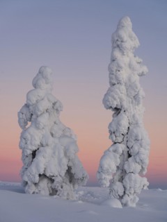 Dawn and snow-covered trees in Pyhae-Luosto National Park