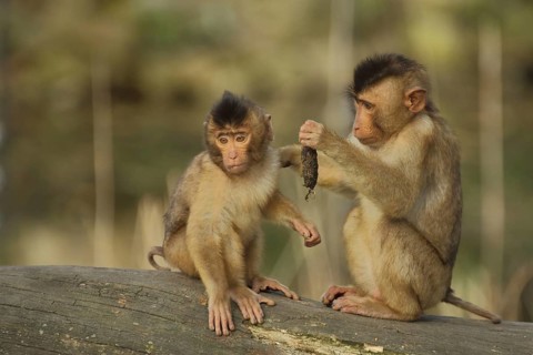 Pigmy monkey