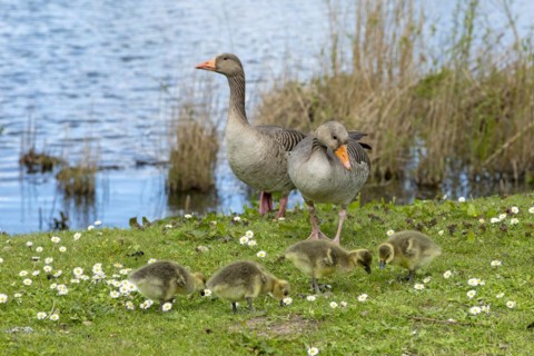 Greylag geese