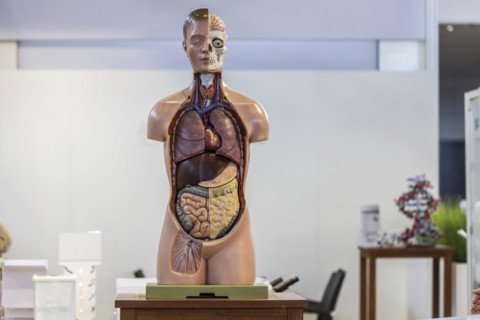 Torso for biology lessons