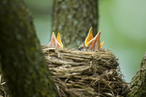 Birds in nest