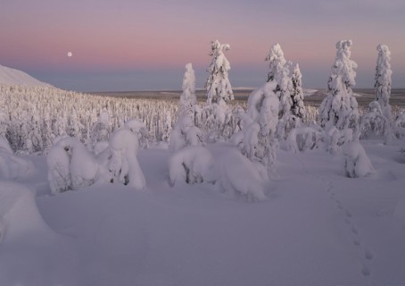 Full moon with day-night boundary and snow-covered trees over Pyhae-Luosto National Park