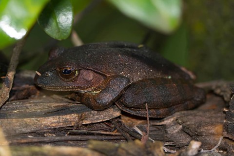 Madagascar frog
