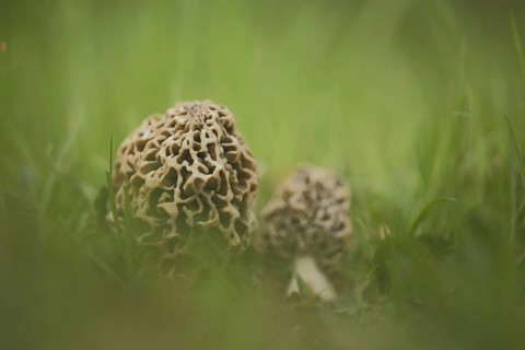 Grey edible morel
