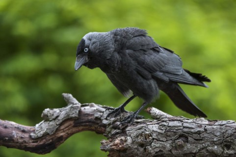 Aggressive Western Jackdaw